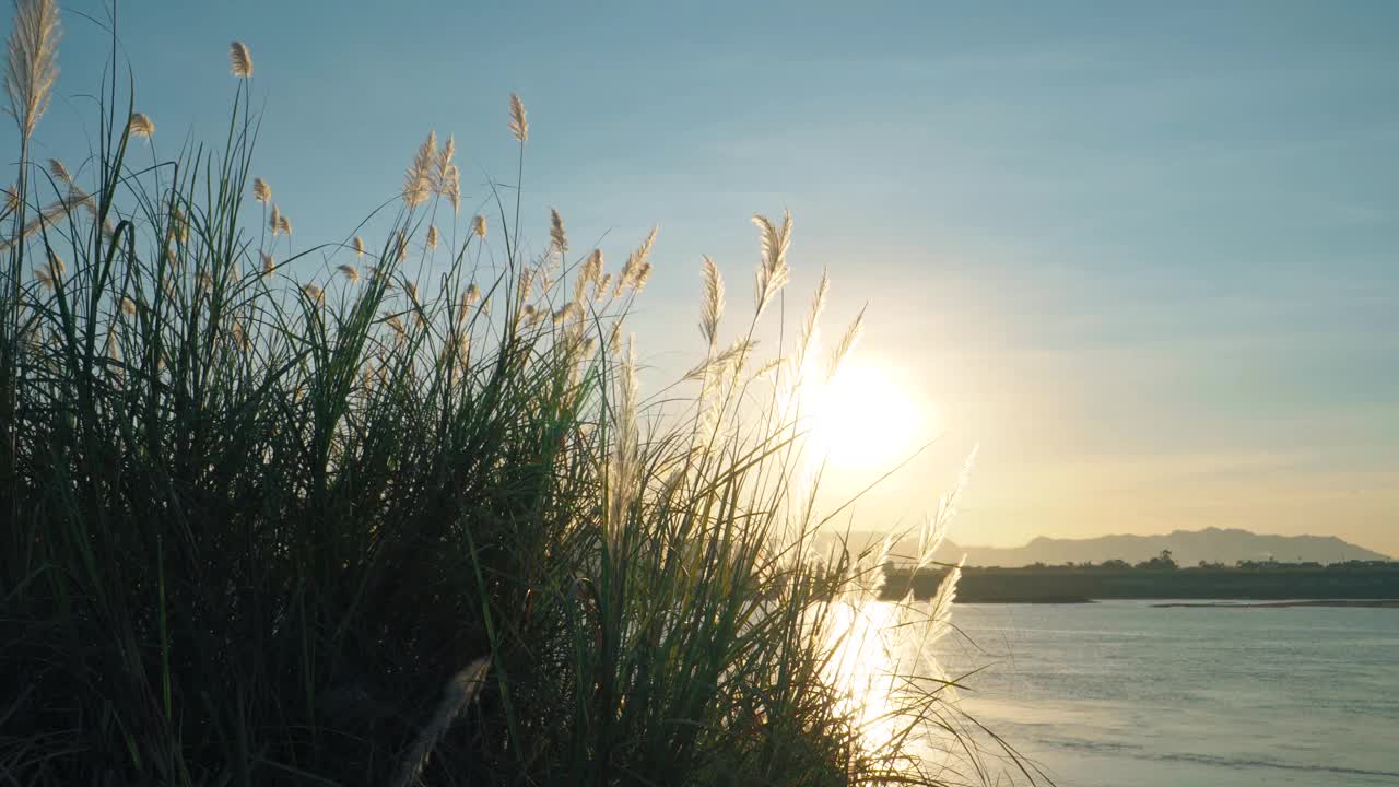 阳光下的芦苇视频素材