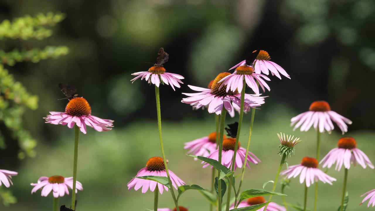 黑蝴蝶坐在圆锥花上。视频素材