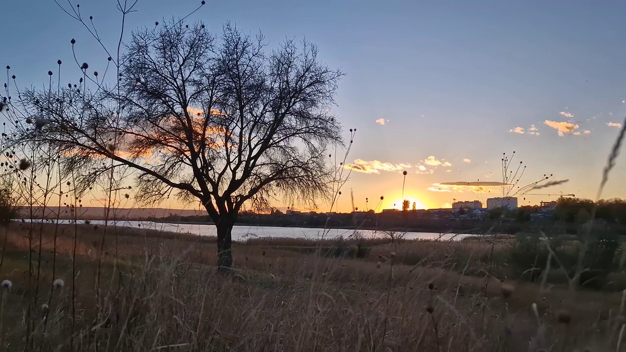 深秋的夜景，金色的夕阳照亮了干燥的草地，光秃秃的树视频素材