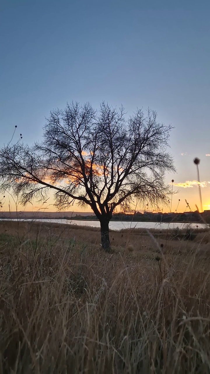 深秋的夜景，金色的夕阳照亮了干燥的草地，光秃秃的树视频素材