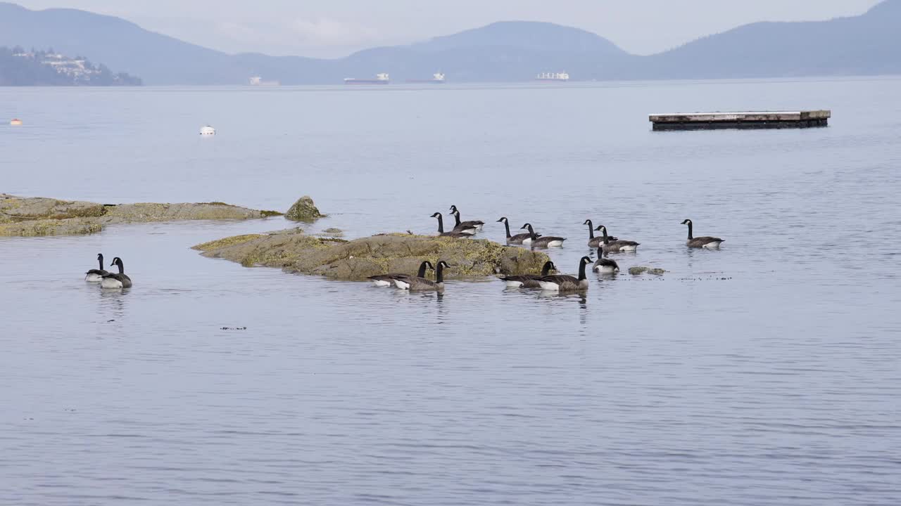 温哥华岛岩石岸边的一群鹅视频素材