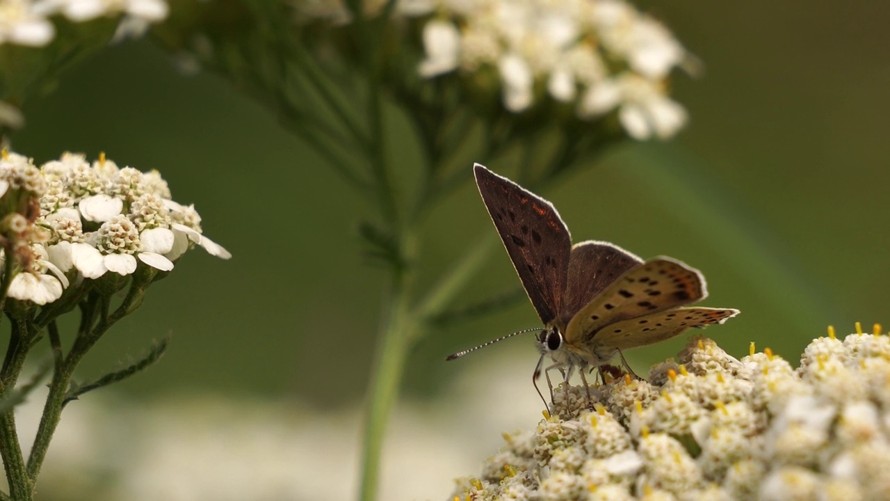 灰铜Lycaena tityrus，在一朵白花上觅食。视频素材