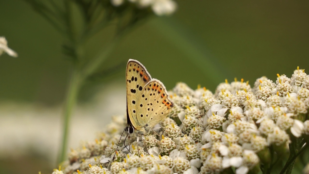 Lycaena tityrus，黑色的铜在白花上行走视频素材