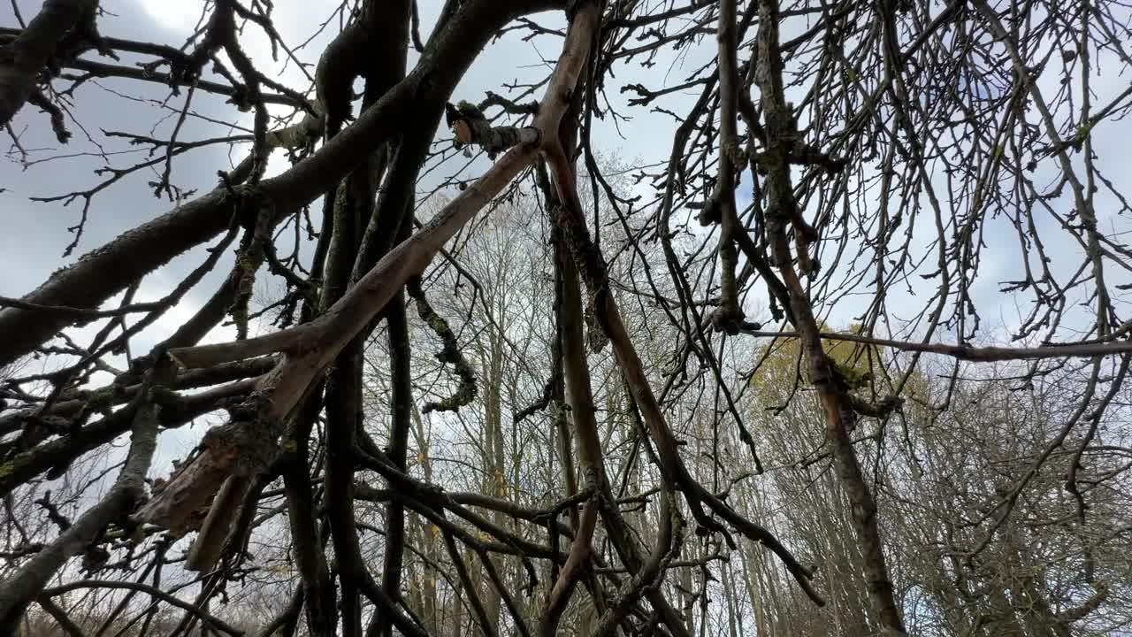 修剪树枝，修剪花园。视频素材