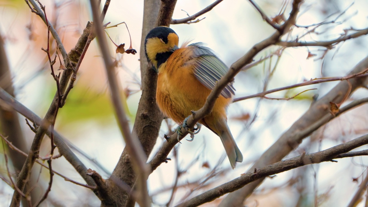 各种山雀(Sittiparus Varius)鸟的羽毛栖息在森林树枝上-特写慢动作视频素材