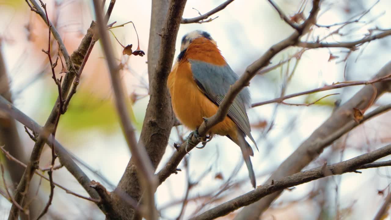 山雀(Sittiparus Varius)雀鸟极端近距离拍摄抖羽毛抖翅膀的行为，在无叶的树上梳理羽毛视频素材