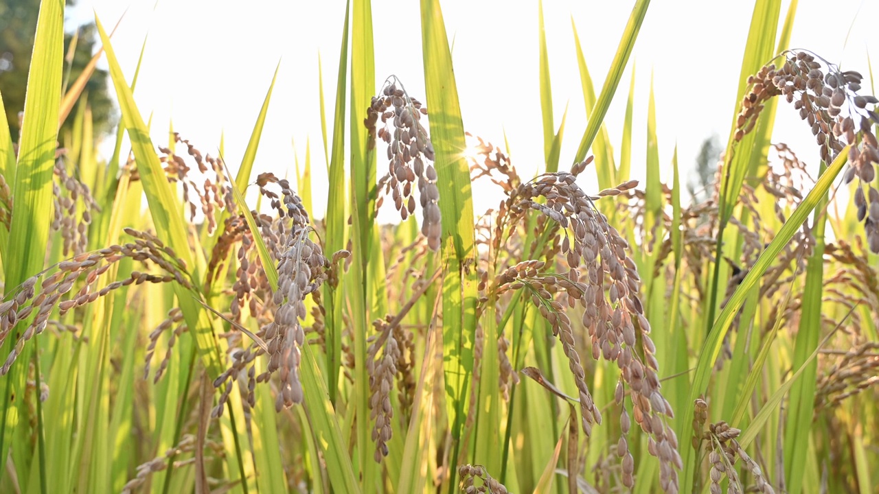 稻穗成熟的稻田在收获丰收的季节视频素材