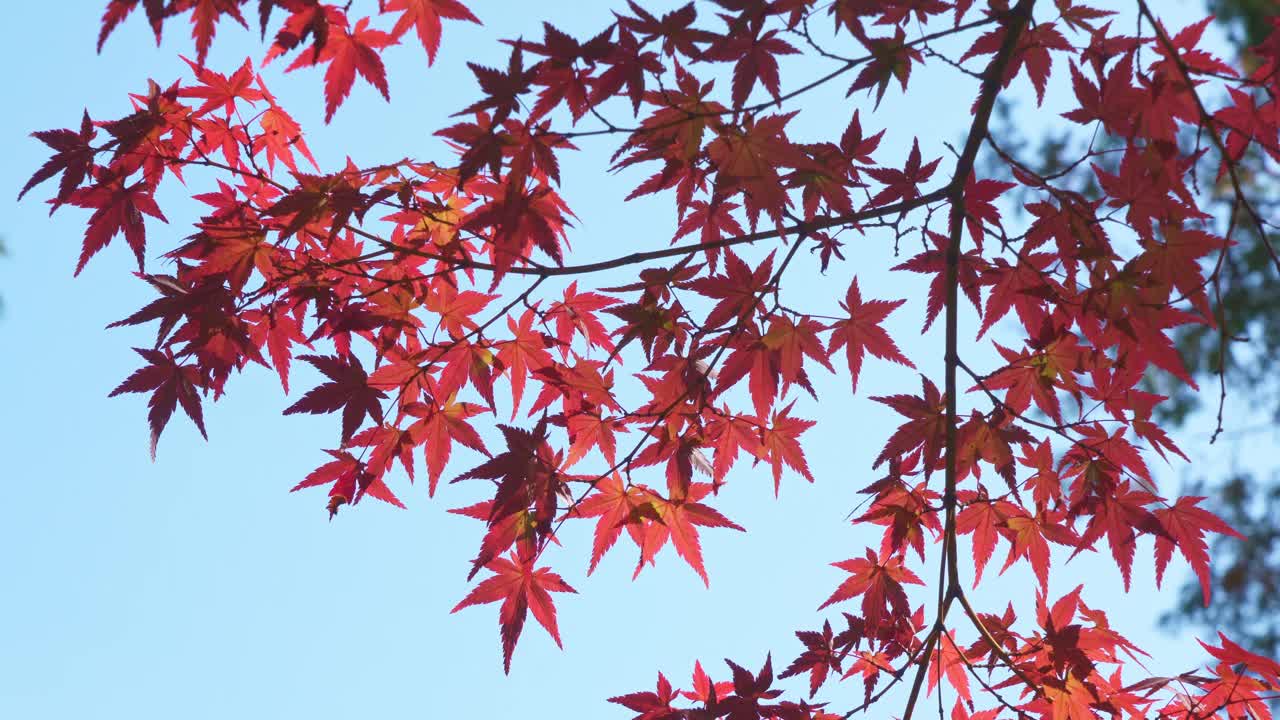 日本秋天的树叶在风中摇曳。蓝色的天空。视频素材