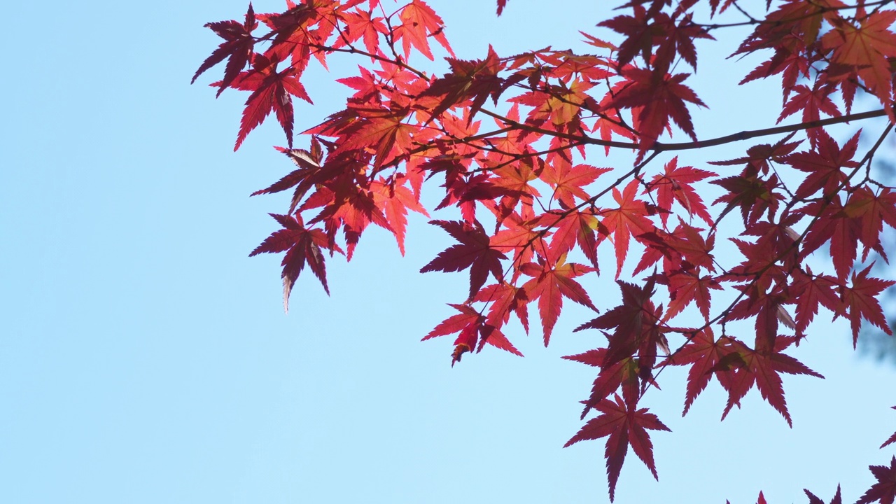 日本秋天的树叶在风中摇曳。蓝色的天空。视频素材