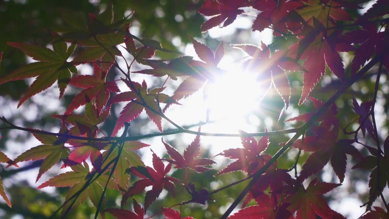 日本秋天的树叶在风中摇曳。日本的秋天景色。视频素材