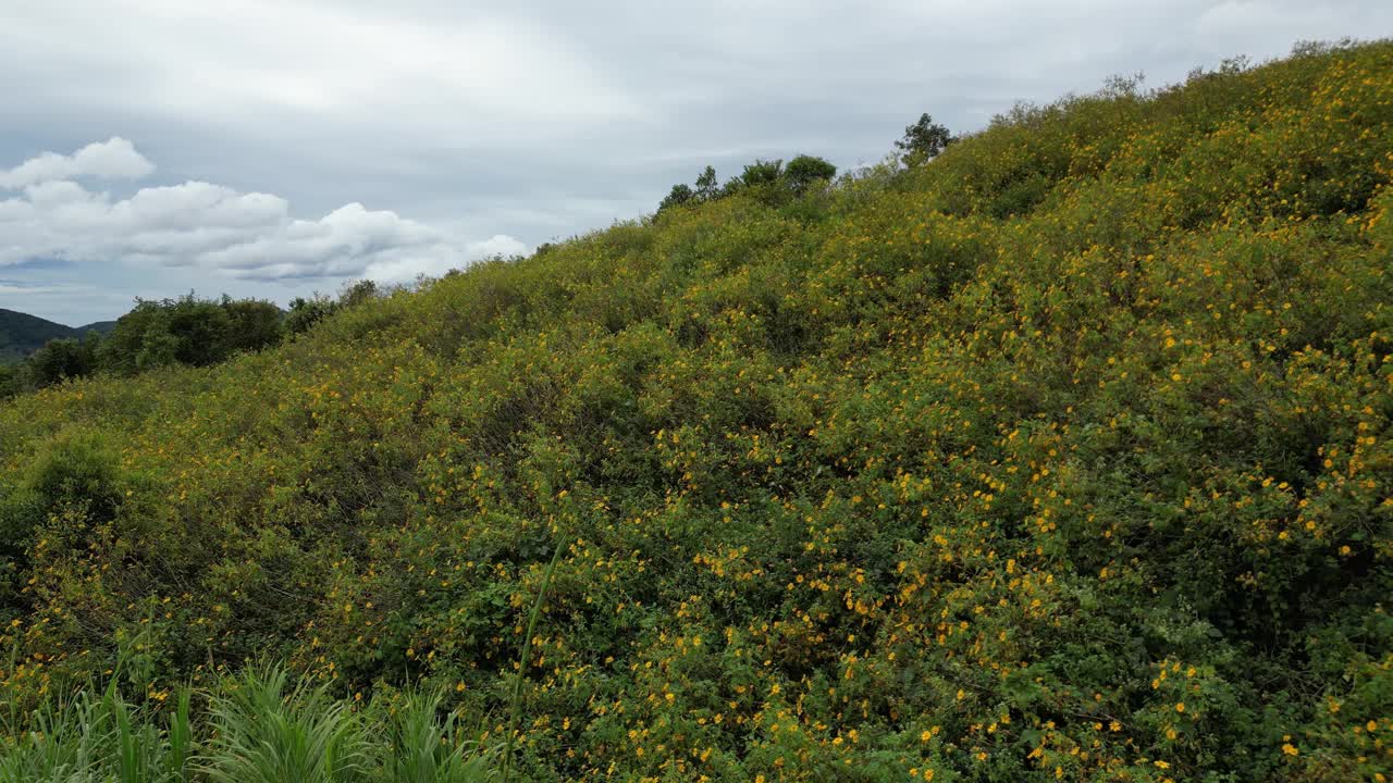 野花视频素材