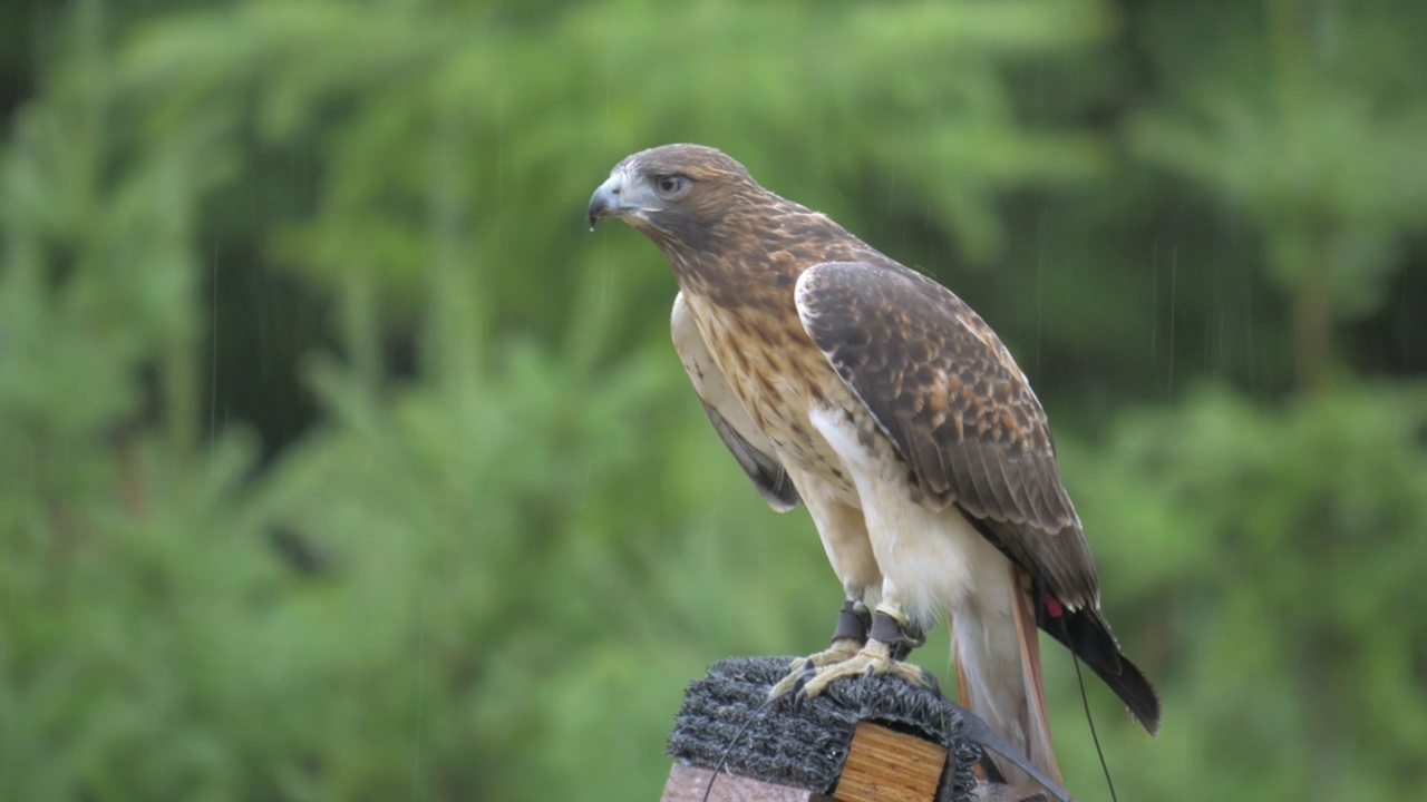 一只红尾鹰(Buteo jamaicensis)在下雨天展示它的飞行技能视频素材