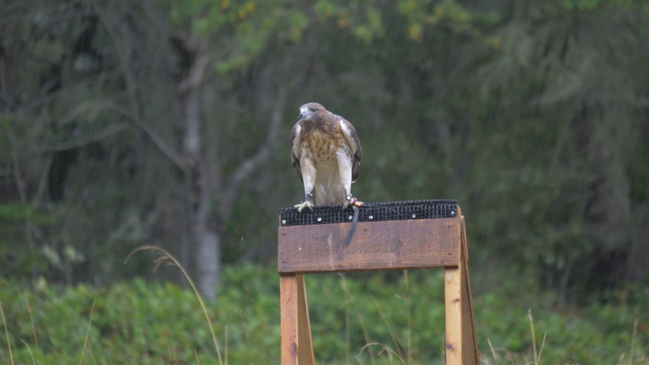 一只红尾鹰(Buteo jamaicensis)在下雨天展示它的飞行技能视频素材