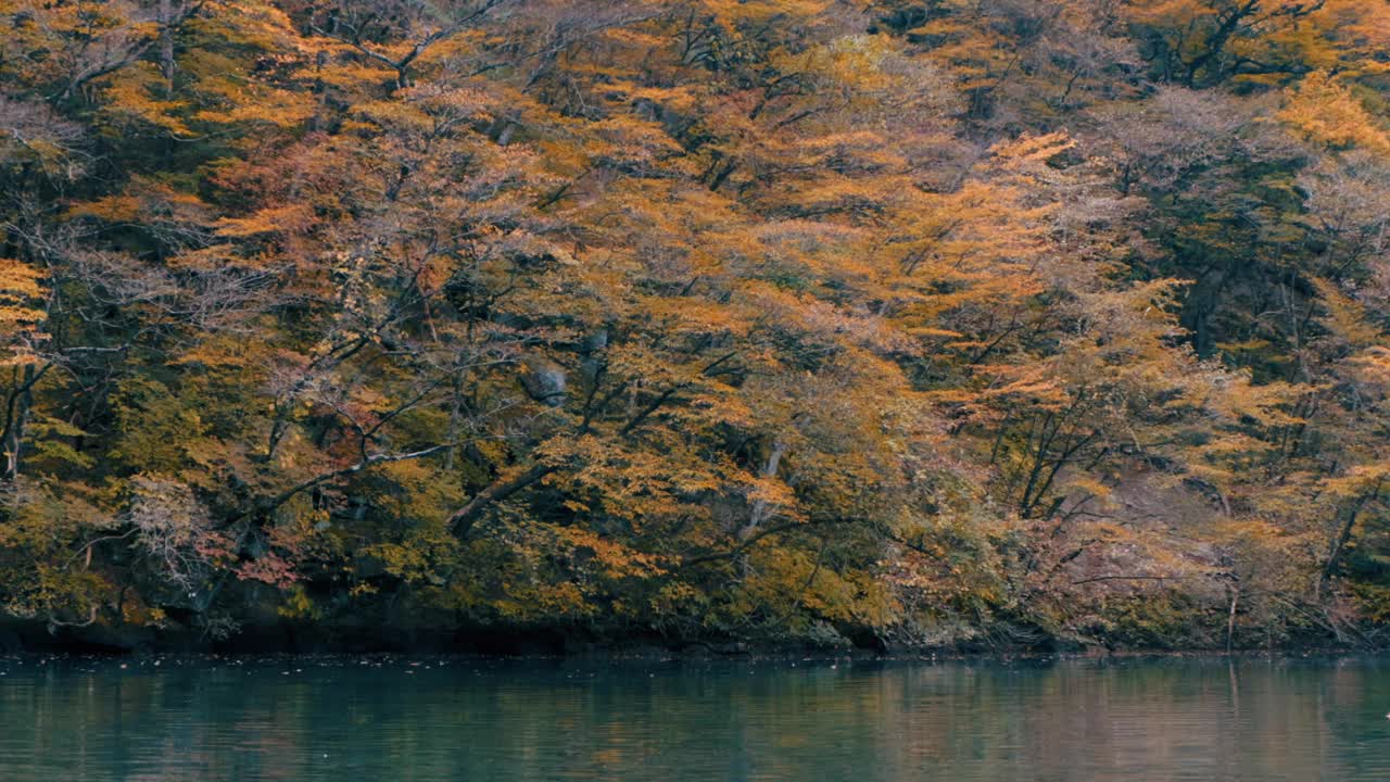 美丽的秋景，树木和树叶视频素材