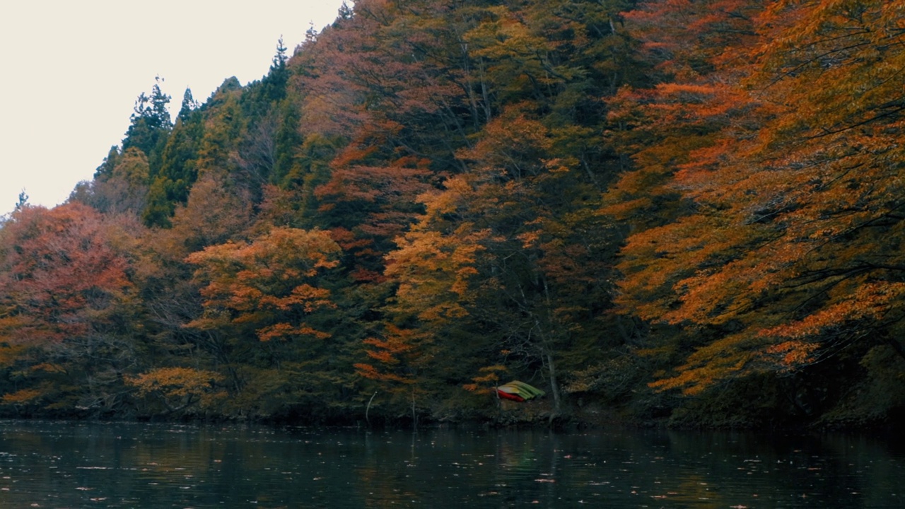 美丽的秋景，树木和树叶视频素材