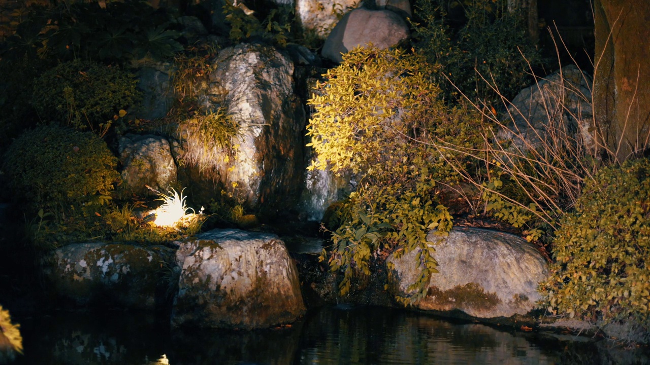 美丽的秋景，树木和树叶视频素材