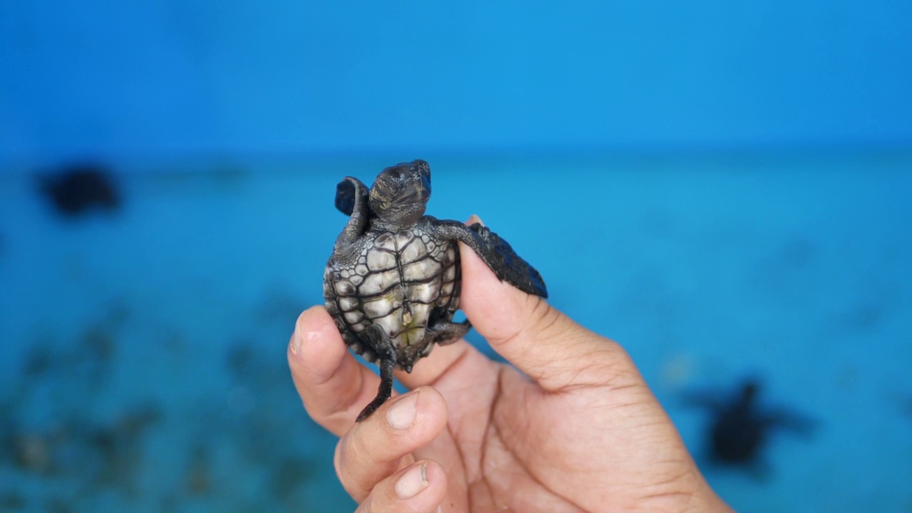 在印尼日惹果阿Cemara海滩上的小榄蠵龟(Lepidochelys Olivacea)视频下载