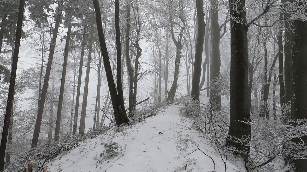 在有雾的日子里走在一条狭窄的小路上穿过积雪的树林视频素材