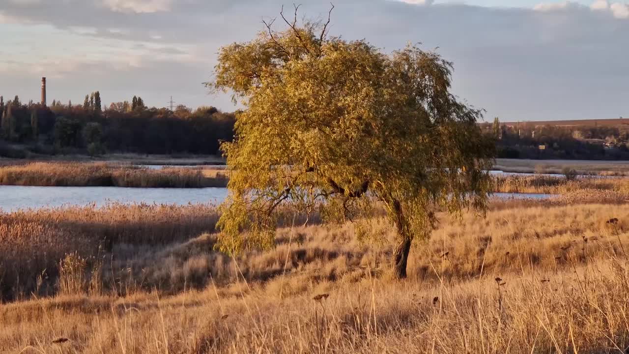 湖边的一棵孤独的柳树，金色的芦苇被温暖的秋天的夕阳照亮视频素材