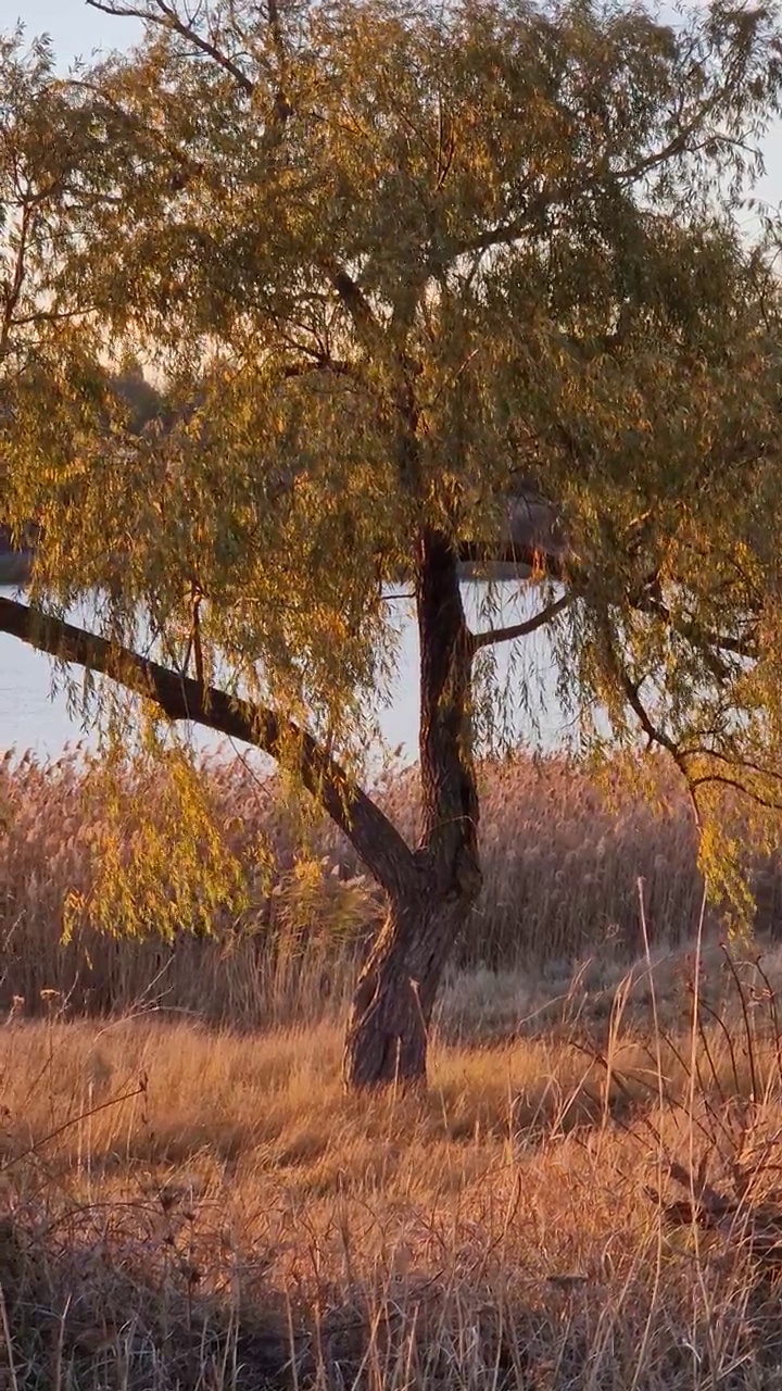 近景:在温暖的秋日夕阳的照耀下，湖边的一棵柳树长着干枯的金芦苇视频素材