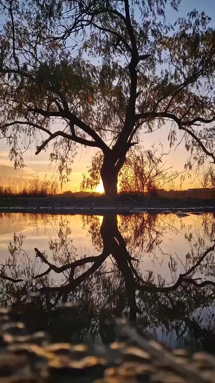 水坑里倒映着柳树的剪影，可以看到金秋的夕阳视频素材