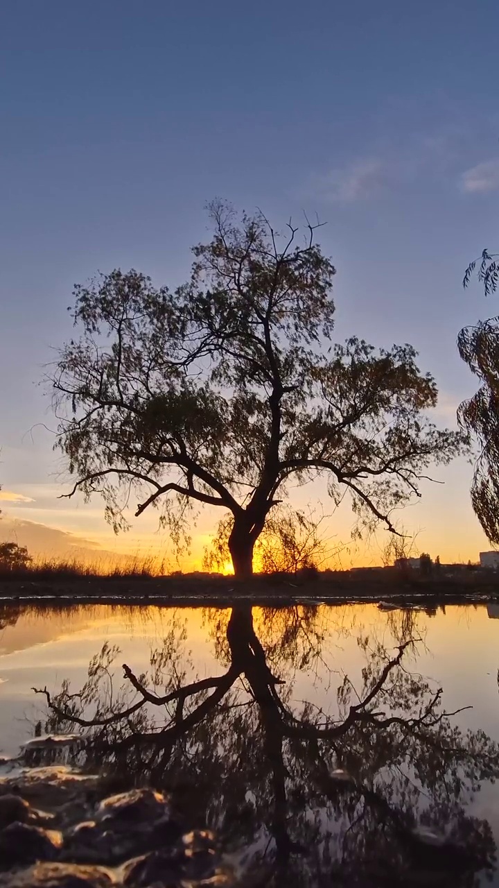 水坑里倒映着柳树的剪影，可以看到金秋的夕阳视频素材