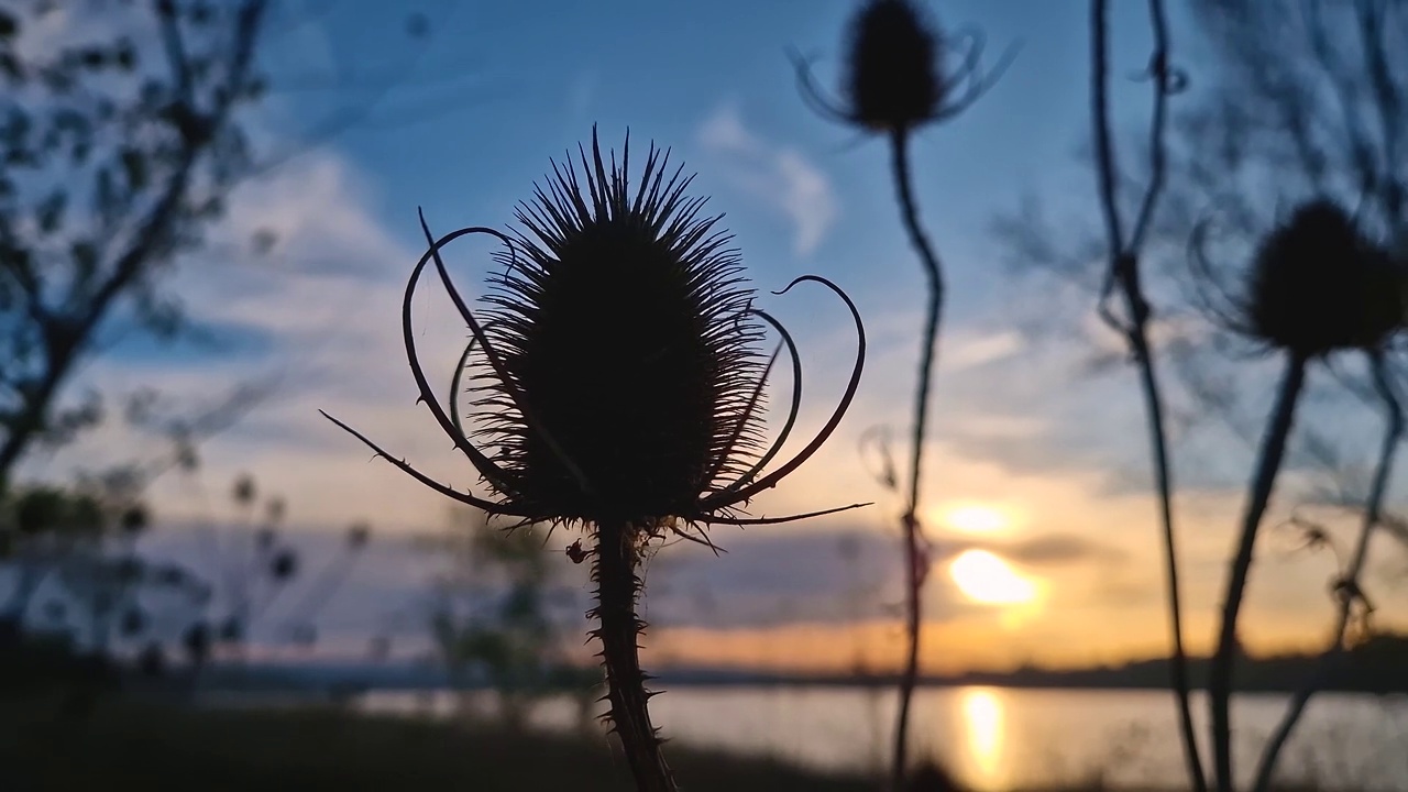 特写:干燥的绒毛植物映衬着温暖的秋日夕阳。纺织加工用草原蓟视频素材