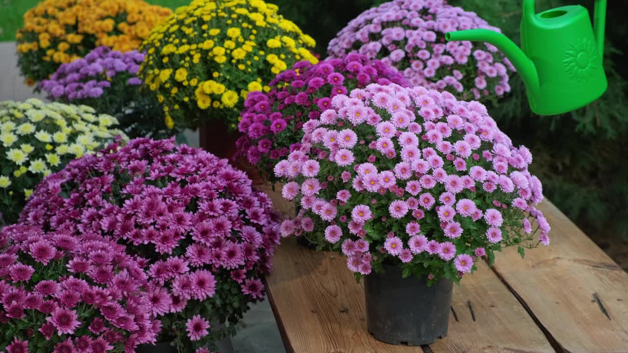 给花园植物浇水。女人细心地给菊花浇水视频素材