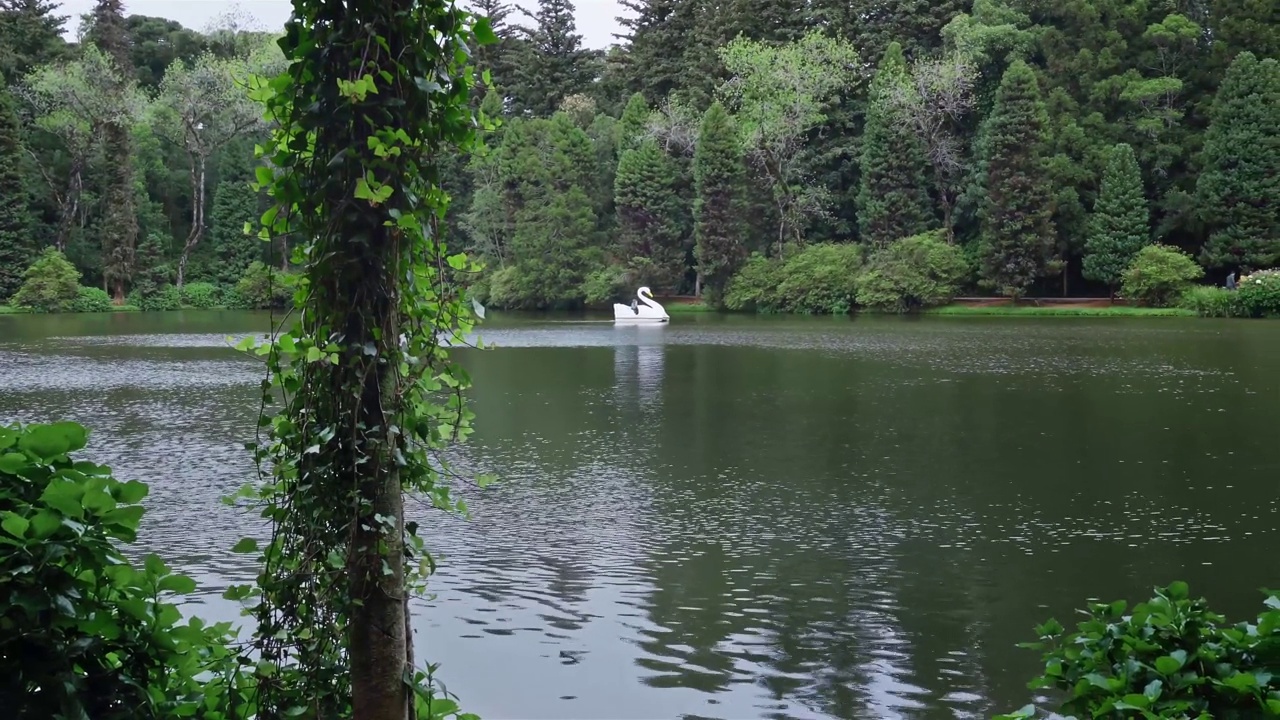 黑湖(黑湖)与天鹅脚踏船-格拉玛多，里约热内卢大南，巴西视频下载