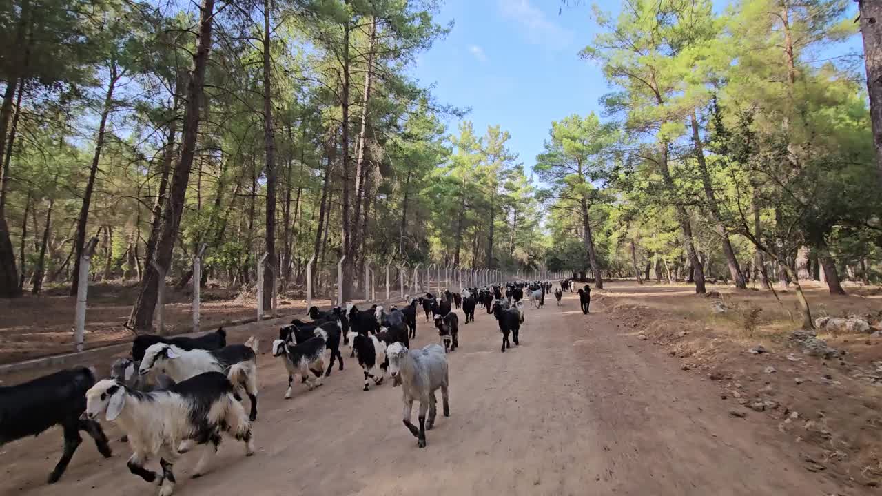 山羊穿过森林，土路，牧羊犬视频素材