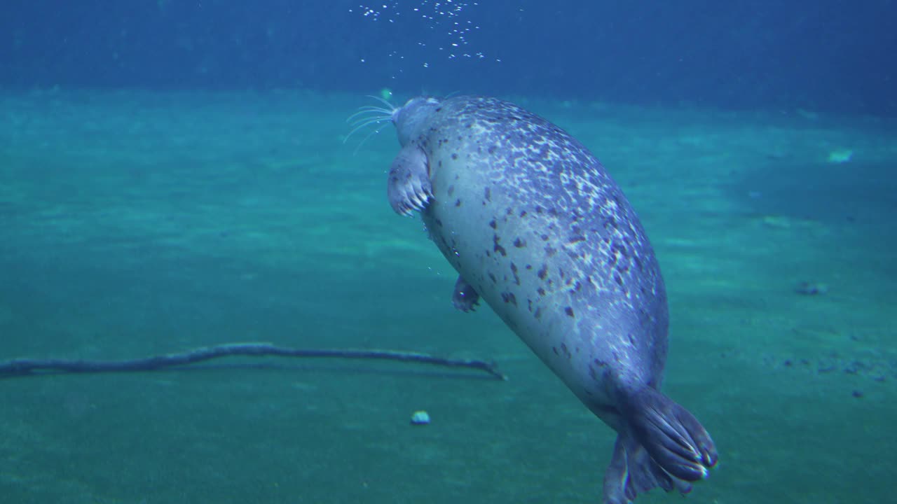 海狗在水下游泳摄影视频素材