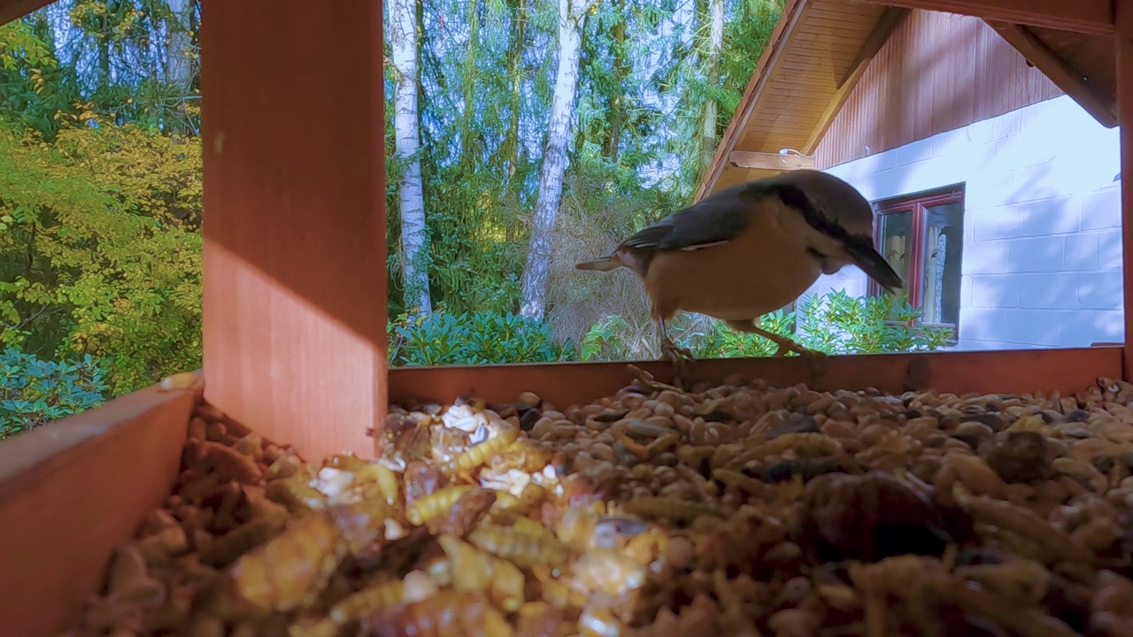 Nuthatch, Sitta europaea，在鸟窝里觅食时跳跃，从后面飞走视频下载