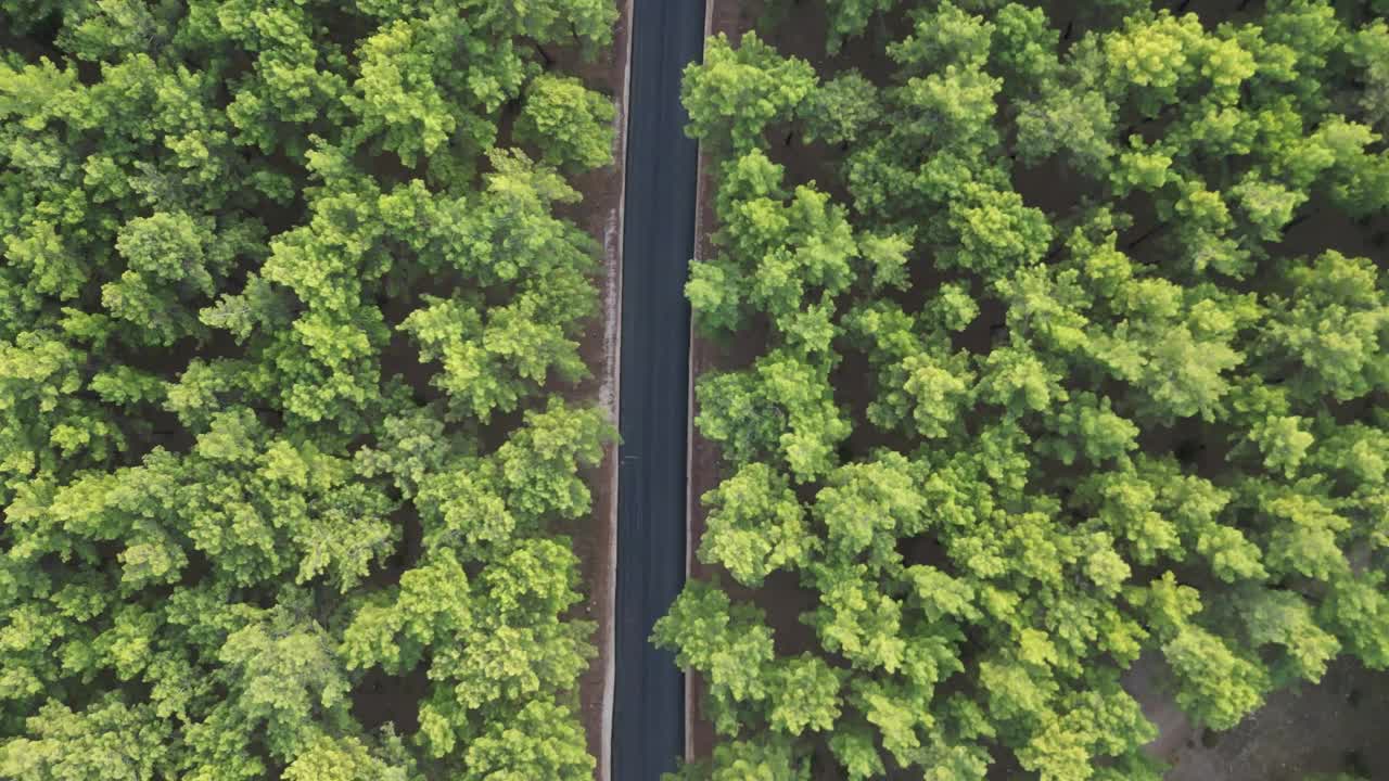 穿越森林的公路旅行视频下载