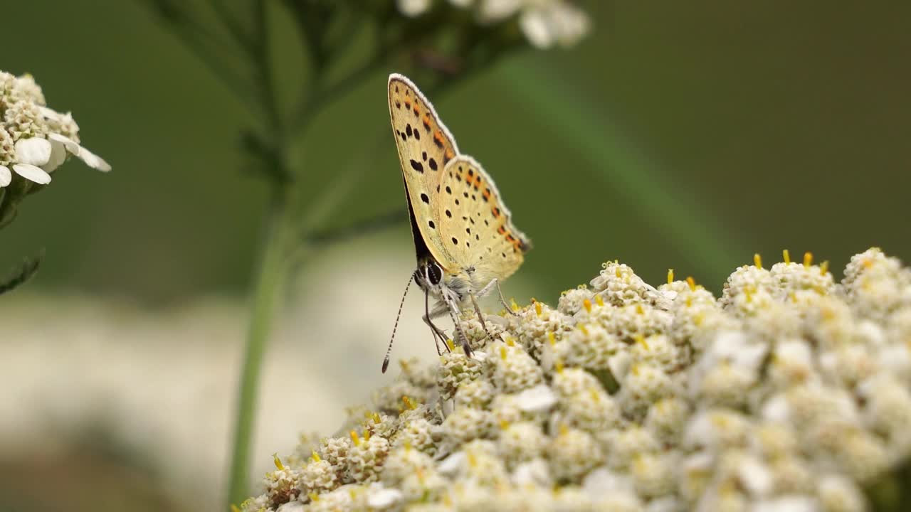 一只灰铜Lycaena tityrus，在一朵白花上觅食视频素材