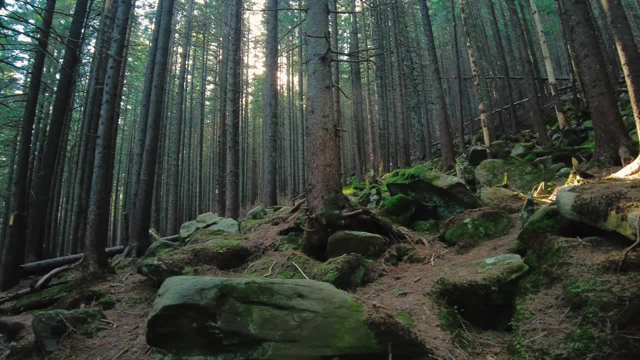 有绿苔阳光的神奇山林视频下载