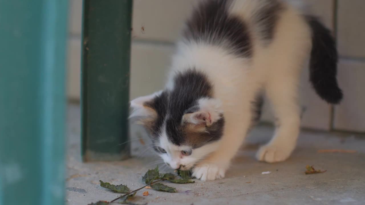 小猫、蜘蛛网和蜘蛛视频下载