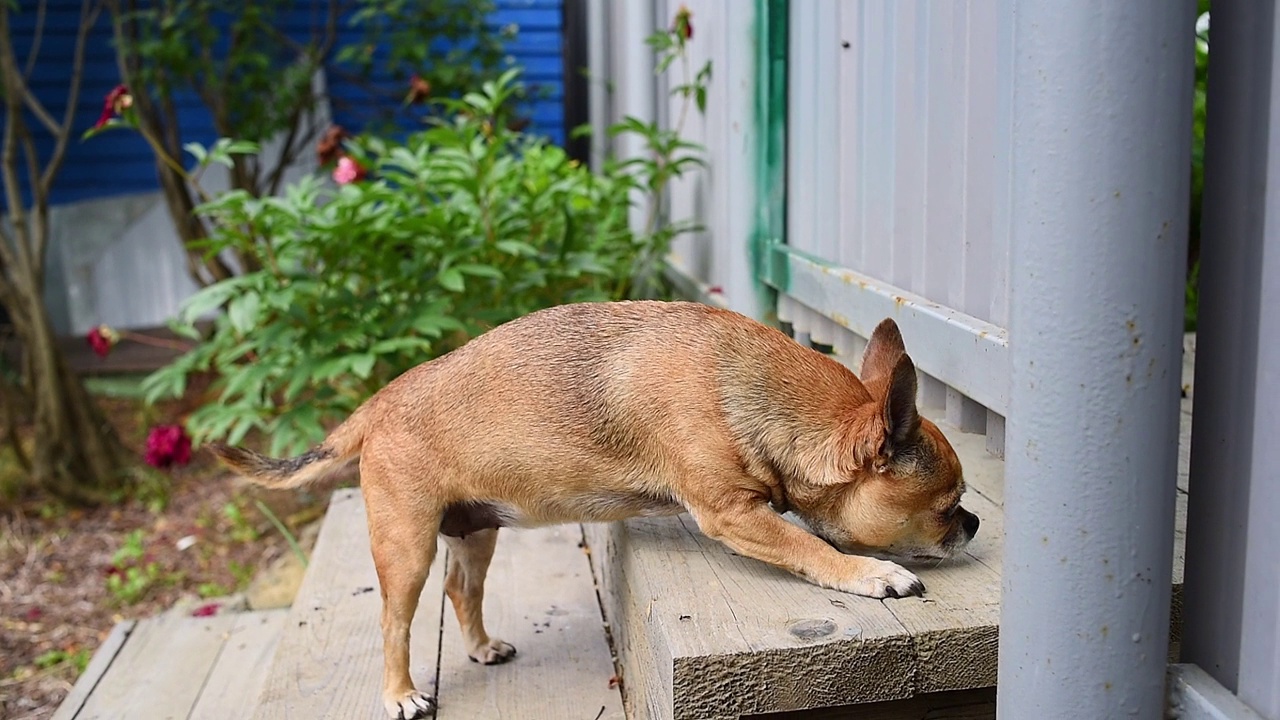 奇瓦瓦狗视频下载