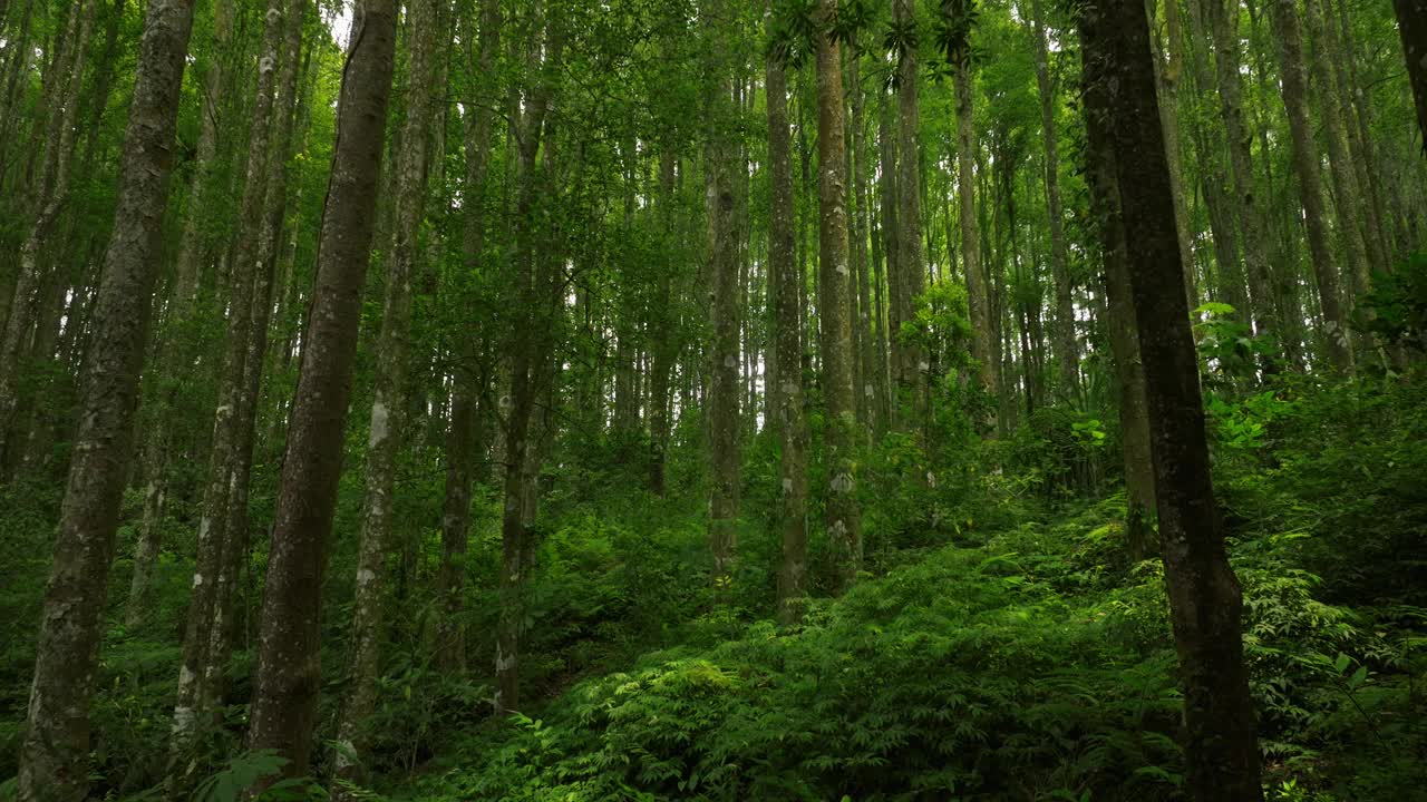 热带森林内部。热带雨林的背景。无人机拍摄的巴厘岛。视频素材