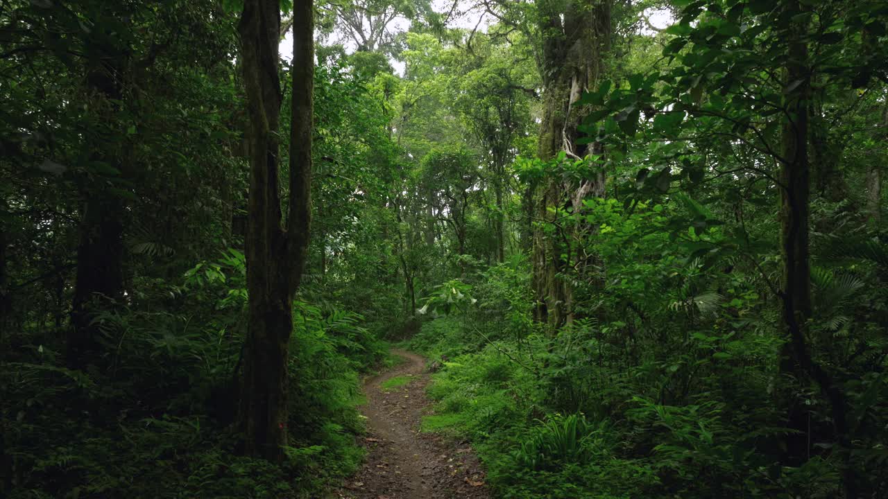 热带森林内部。热带雨林的背景。无人机拍摄的巴厘岛。视频素材