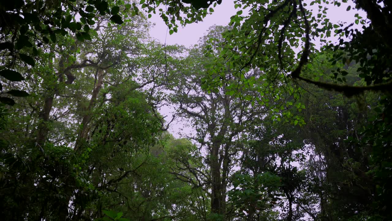 热带森林内部。热带雨林的背景。无人机拍摄的巴厘岛。视频素材