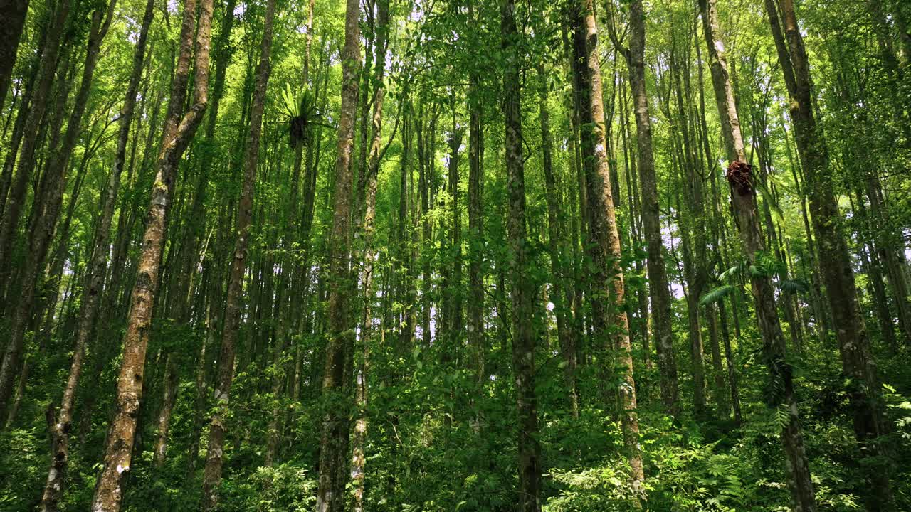 热带森林内部。热带雨林的背景。无人机拍摄的巴厘岛。视频素材