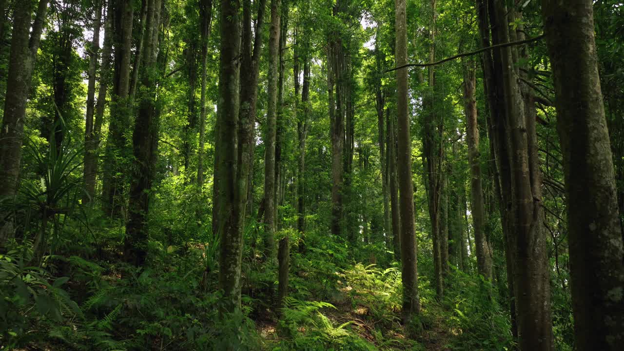 热带森林内部。热带雨林的背景。无人机拍摄的巴厘岛。视频素材