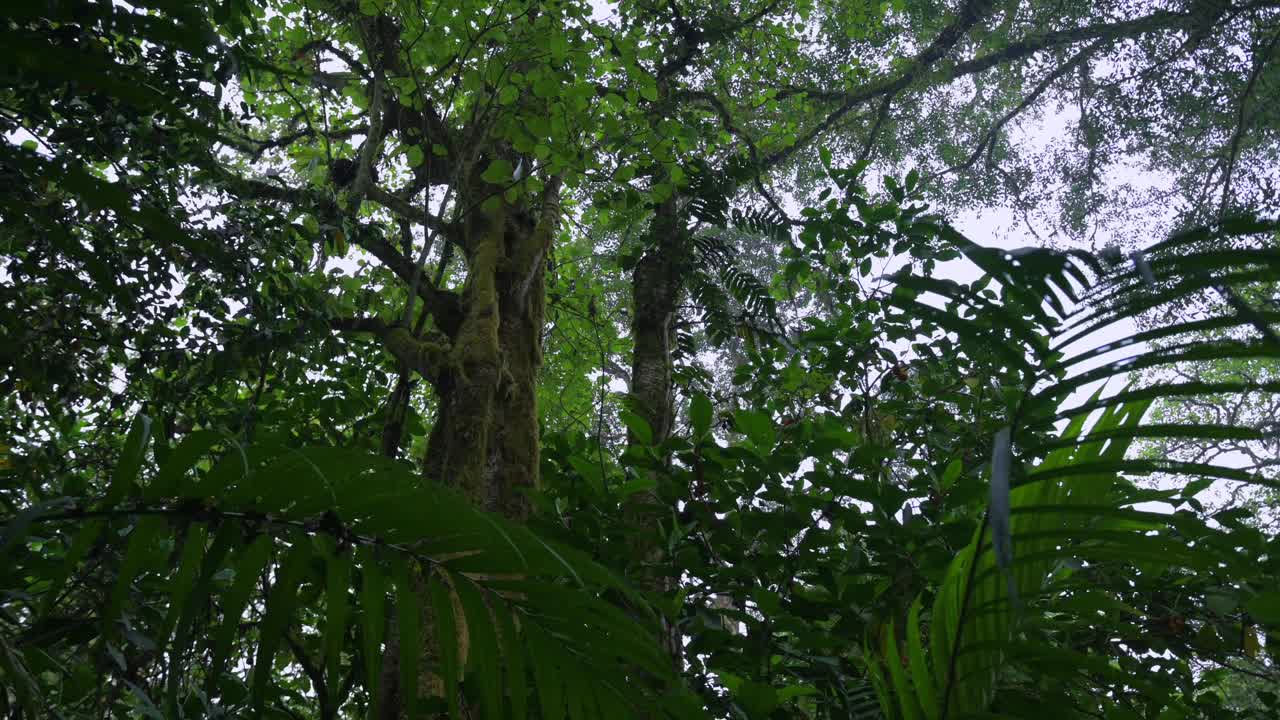 热带森林内部。热带雨林的背景。无人机拍摄的巴厘岛。视频素材