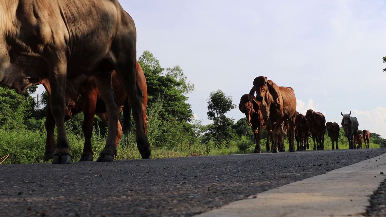 一群棕色的牛和他们的牧羊人沿着一条铺好的路走着的低角度视图。视频素材