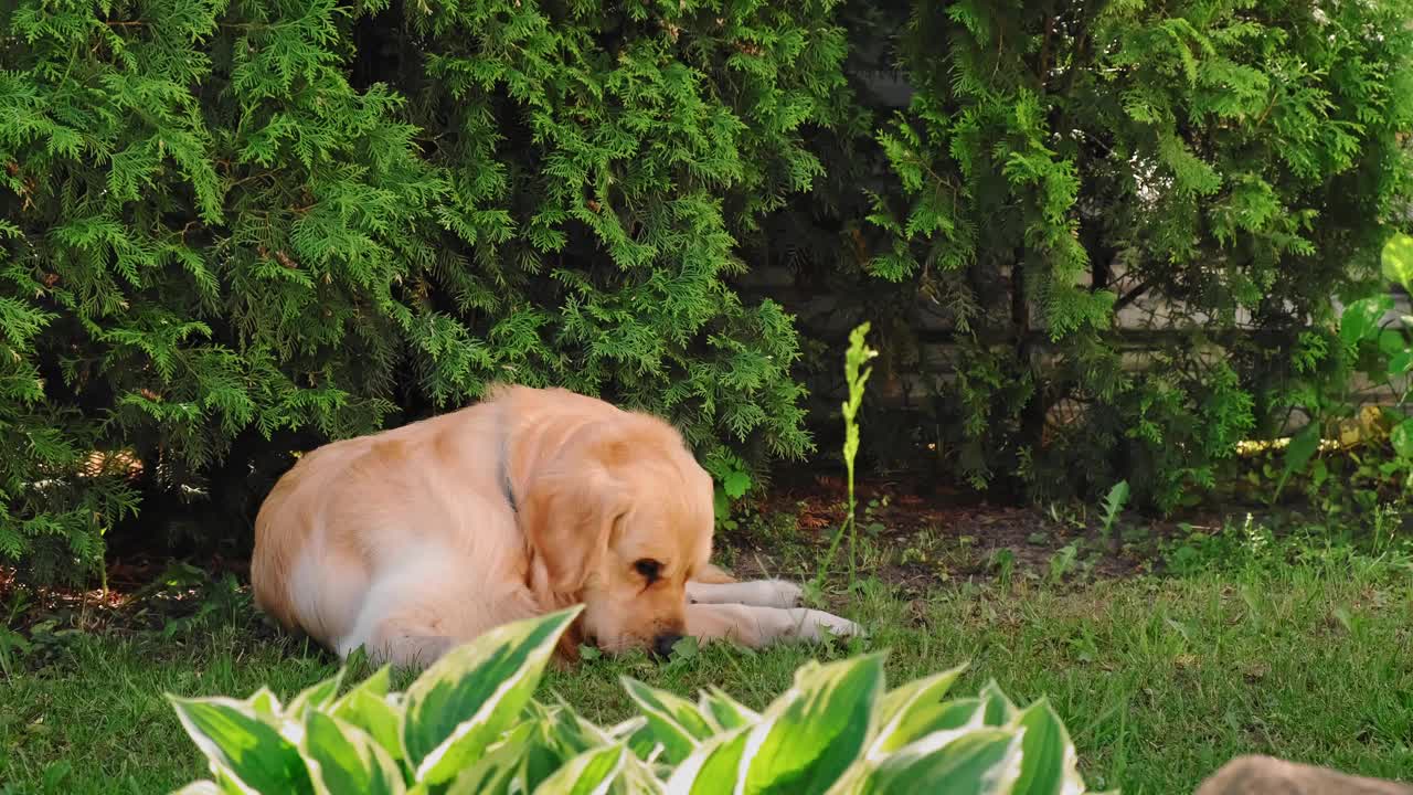 金毛猎犬躺在后院的阴影里。在炎热的夏天，家养宠物呼吸急促。可爱的笑脸。最善良的纯种狗。最好的朋友概念。大狗狗的生活方式。4 k视频素材