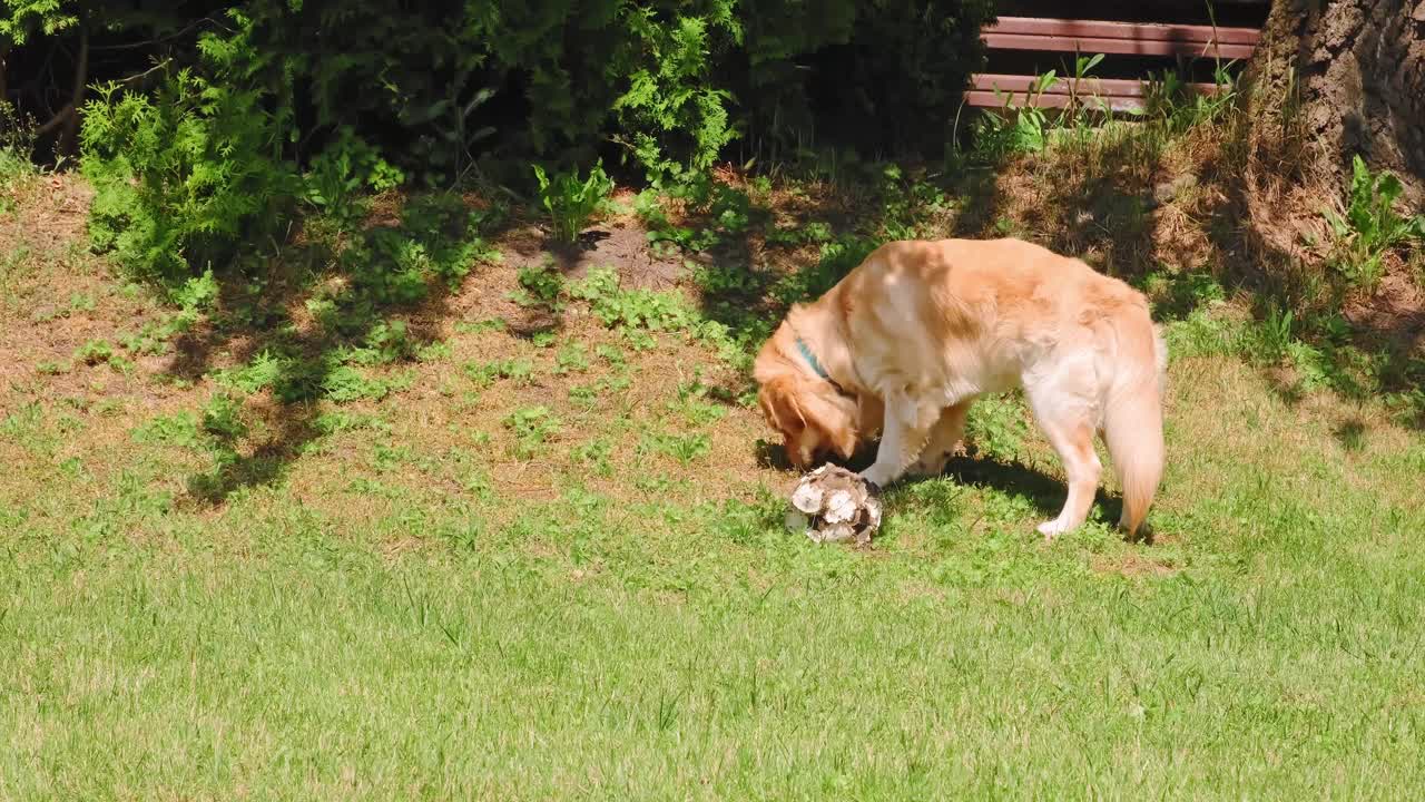 金毛寻回犬走着，嗅着地面，在后院的绿色草坪上找到了他的球玩具。纯种繁殖。高贵的美丽。自由的概念。缓慢的运动。家庭宠物。最善良的品种。大的小狗。4 k视频素材