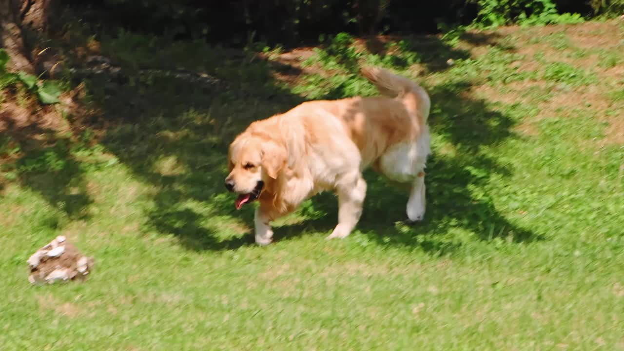 这只金毛猎犬嘴里叼着一个玩具球，直接对着镜头。大顽皮的微笑小狗的脸。纯种繁殖。最好的朋友概念。缓慢的运动。家庭宠物。最善良的品种。视频素材