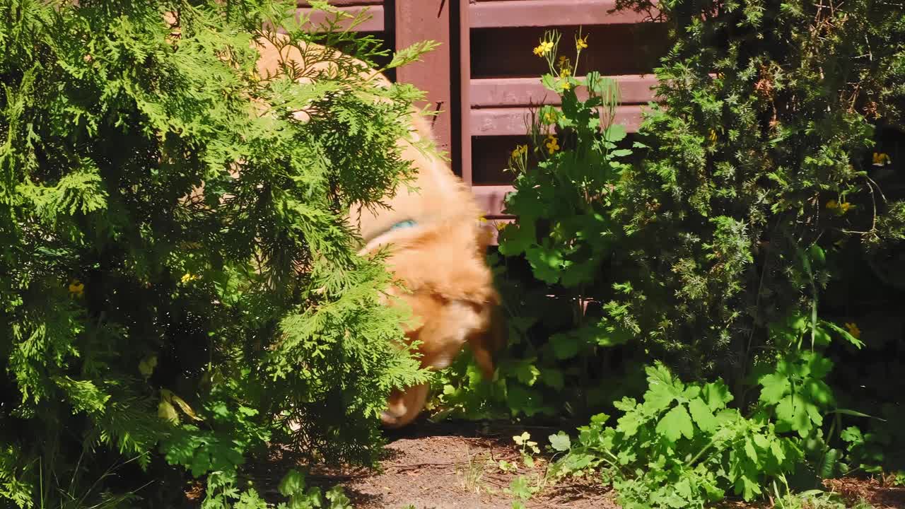 金毛猎犬在后院的灌木丛中寻找着什么，嗅着地面。纯种繁殖。好奇心的概念。缓慢的运动。对领土的探索。宠物走在小路上视频素材