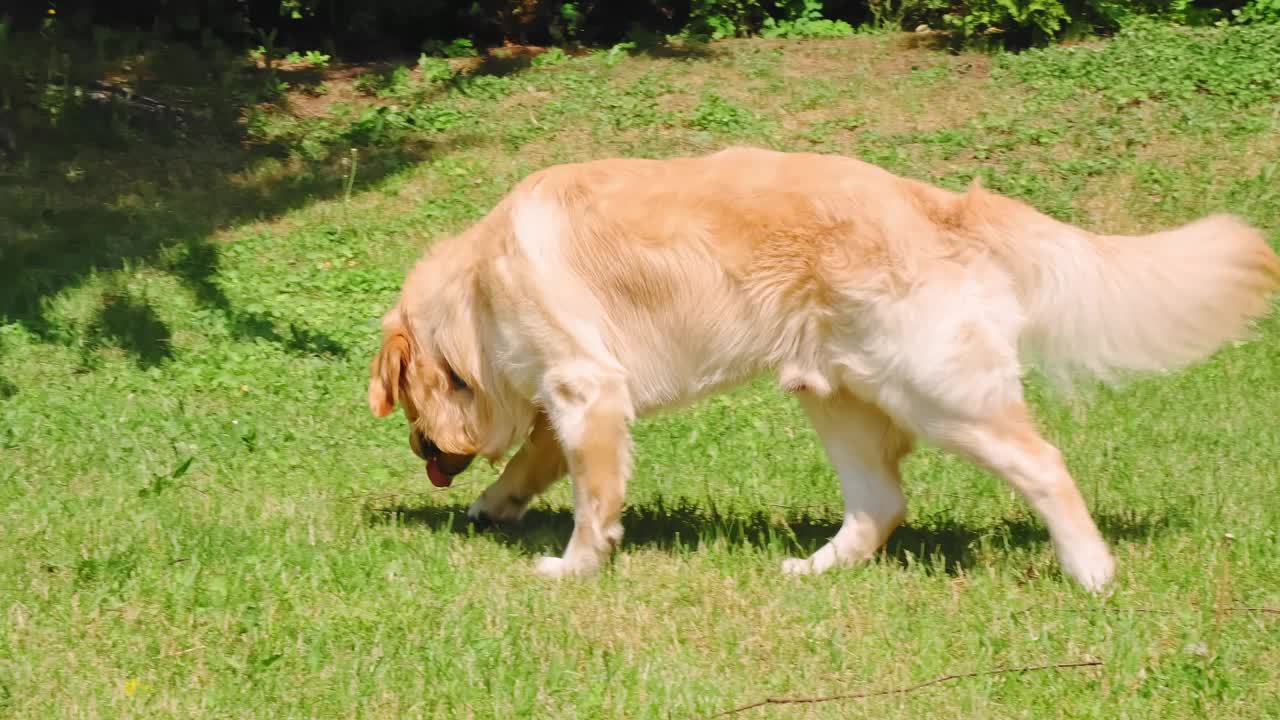 金毛寻回犬走着，嗅着地面，在后院的绿色草坪上找到了他的球玩具。纯种繁殖。高贵的美丽。自由的概念。缓慢的运动。家庭宠物。最善良的品种。大的小狗。4 k视频素材