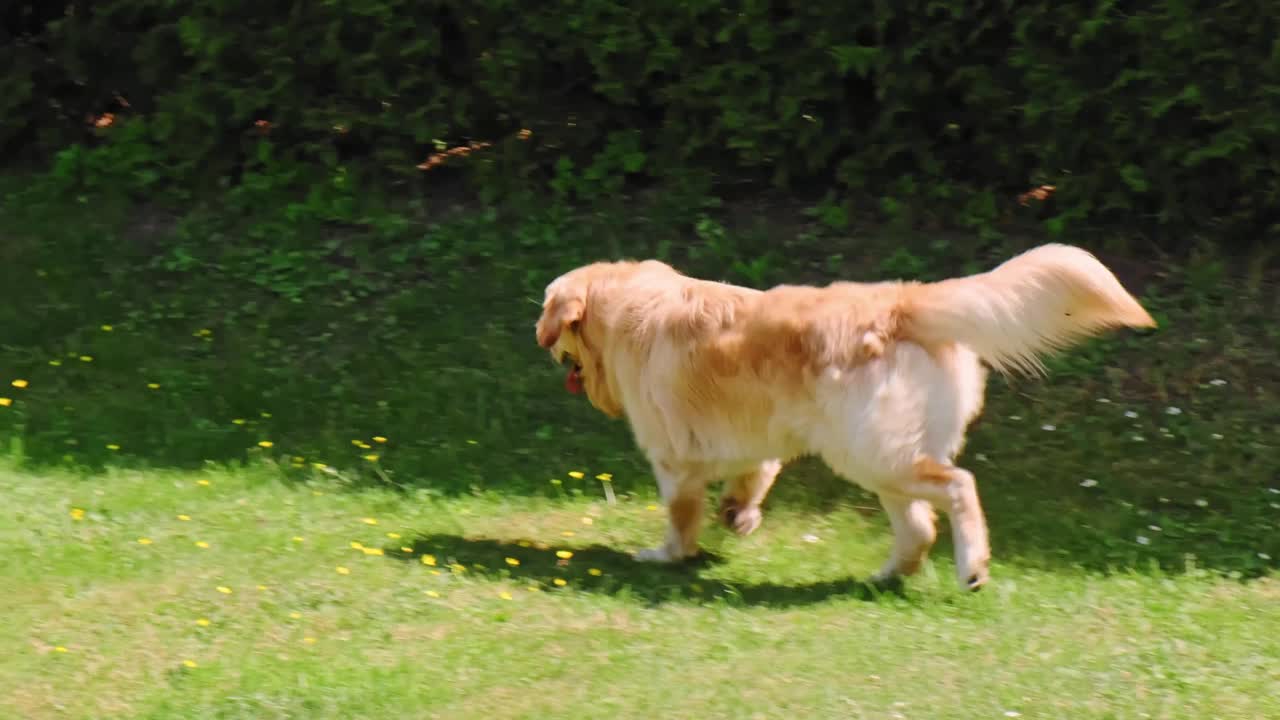 金毛猎犬跑过绿色的后院背景。纯种繁殖。高贵的美丽。自由的概念。自由的动物。缓慢的运动。家庭宠物。最善良的品种。大的小狗。高画质4K视频素材